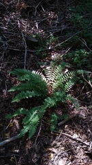 Rumohra adiantiformis