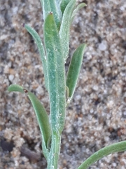 Corispermum sibiricum