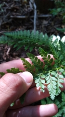 Rumohra adiantiformis