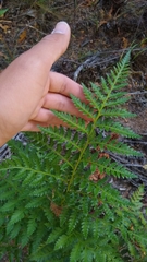 Rumohra adiantiformis