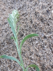 Corispermum sibiricum