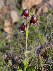 Fritillaria biflora
