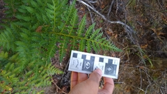 Rumohra adiantiformis