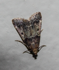 Pyralis manihotalis