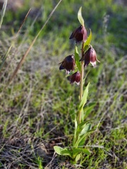 Fritillaria biflora