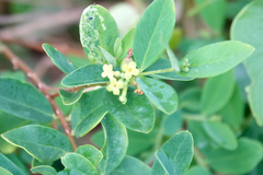 Wikstroemia indica
