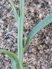 Corispermum sibiricum