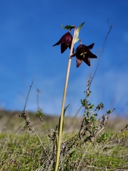 Fritillaria biflora