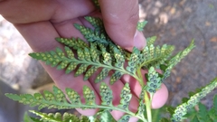 Rumohra adiantiformis