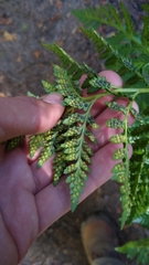 Rumohra adiantiformis