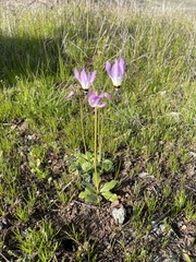 Dodecatheon