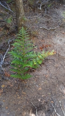 Rumohra adiantiformis