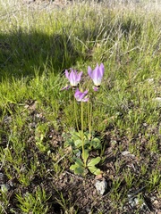 Dodecatheon