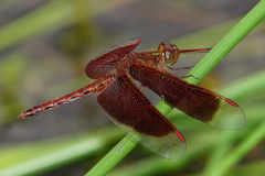Neurothemis