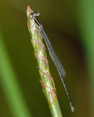 Aciagrion borneense