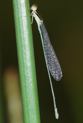 Aciagrion borneense