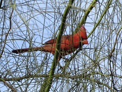 Cardinalis cardinalis