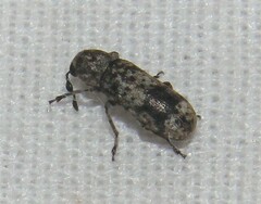 Ozotomerus japonicus