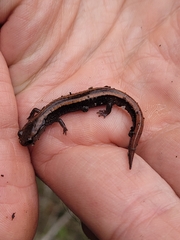 Plethodon elongatus