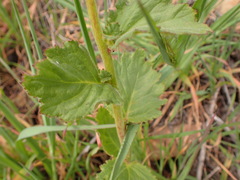 Phacelia viscida albiflora
