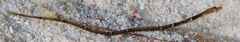 Syngnathidae