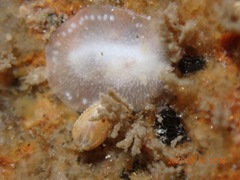 Conualevia alba