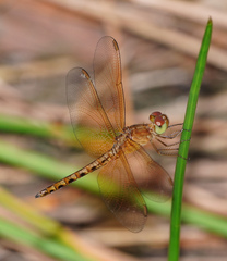 Neurothemis
