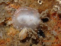 Conualevia alba
