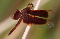 Neurothemis