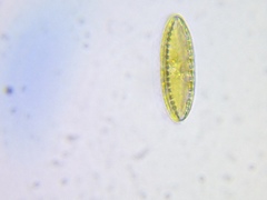 Surirella ovalis
