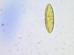 Surirella ovalis