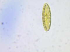 Surirella ovalis