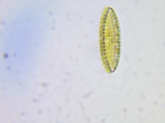 Surirella ovalis