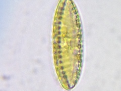 Surirella ovalis