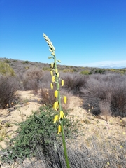 Albuca clanwilliamae-gloria