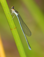 Aciagrion borneense