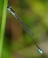 Aciagrion borneense