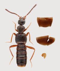 Aleodorus scutellaris