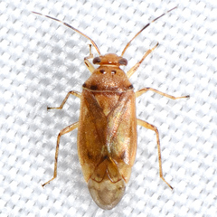 Tropidosteptes pacificus