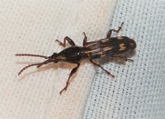 Arrhenodes minutus