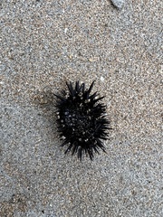 Echinometra oblonga