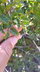 Nothofagus antarctica
