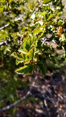 Nothofagus antarctica