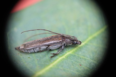 Cerambycoidea