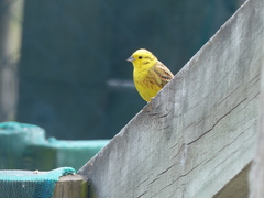 Emberiza citrinella caliginosa