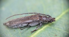 Cerambycoidea