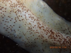 Enchiridium punctatum