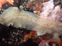 Enchiridium punctatum