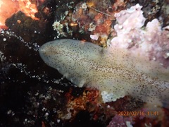 Enchiridium punctatum
