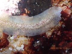 Enchiridium punctatum